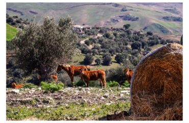 Animali presso La Tenuta Feudo Mimiani